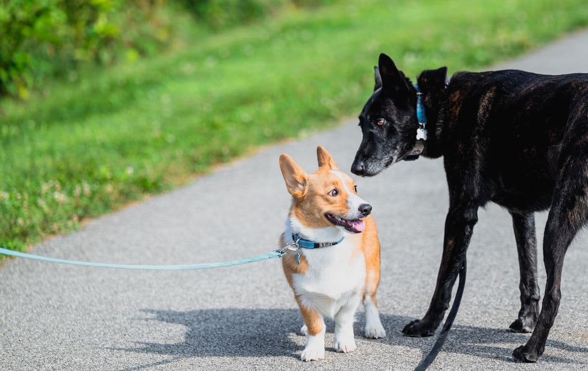 Correa retráctil para perro — variante 2